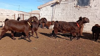 Korkmazbey Halep Keçileri