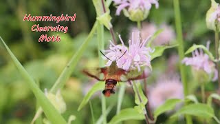 Hummingbird Clearwing Moth