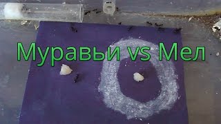 Боятся ли муравьи мела?