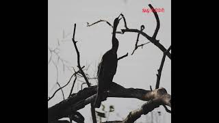 oriental darter call