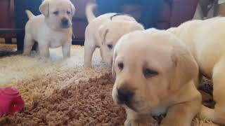 one month old labrador puppies