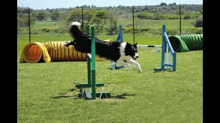 Activité du chien : L'agility