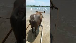 母の休日沖縄離島3島めぐり