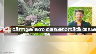 നിലമ്പൂർ വനത്തിൽ കാട്ടാനയെ ചരിഞ്ഞ നിലയിൽ കണ്ടെത്തി