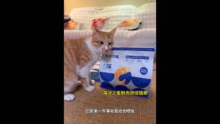 不想上班只想玩凑凑小猫啊 夹子猫 夹子音 海洋之星鲜肉烘焙粮 海洋之星宠物 新手养猫