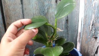 How to repot a Pepperomia plant?