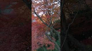 20171130 日本 京都   清水寺 賞楓　VID 20171130 081412