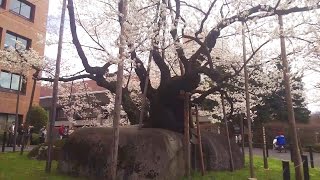 石割桜 グルっと一周 2017 / 岩手県盛岡市