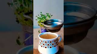 కషాయం జలుబు దగ్గు మందు 🍵 | kada | kashayam for cold and cough | Immunity booster | #shorts