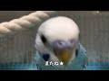 【セキセイインコ】友達ができた！？ゴーゴーペンギンとおしゃべり セキセイインコ 生後5か月