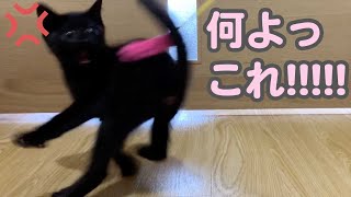 【激おこ】餓死寸前だった子猫に生まれて初めて猫じゃらしをあげたらブチギレました…