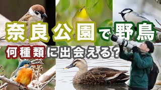 奈良公園で何種類の野鳥に出会えるのか？【写真家かずと】