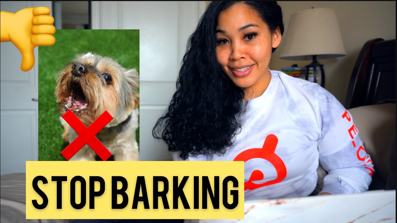 Stop Barking Please Yorkie Training Youtube