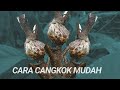 CARA MUDAH CANGKOK KIMENG (ficus microcarpha)