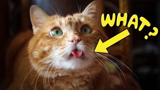 12 Weird Cat Behaviors Explained