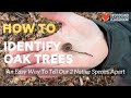 How to Identify Oak Trees: An Easy Way to Tell Our 2 Native Species Apart.