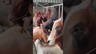 Big Cow Farm in Bangladesh | Sadeeq Agro Farm | Big Big Bulls