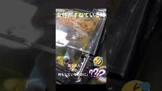 金魚ちゃんが飼い主に水で打つ　-　可愛い