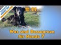 Was sind Ressourcen für Hunde - Hundeschule Hundeerziehung Stadtfelle - TGH 12