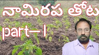 my Mirchi garden episode number 1 pure desi seed premium quality red chilli