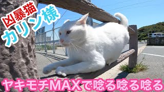 凶暴猫のカリン様‼️おかっぱちゃんの甘えまくりにキレて唸る唸る唸る #Ferociouscat