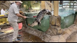 Alligator Feeding GONE WRONG