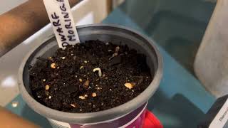 #singleseedchallenge2022 Dwarf Moringa germinated today!