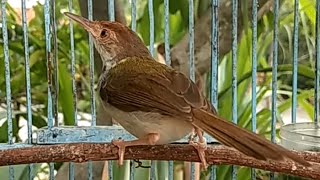 Channel Pusat Kicau Burung