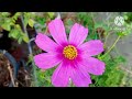 మా మిద్దె తోటలో వచ్చిన పింక్ కలర్ కాస్మోస్ pink colour cosmos in telugu traditional