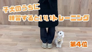 【犬しつけ解説】子犬のうちに練習するといいトレーニング［第4位］