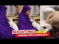 KEBERUNTUNGAN !! 7 CIRI KUCING PEMBAWA HOKI DI RUMAH KITA DALAM ISLAM