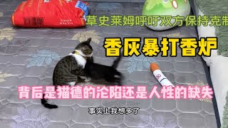 果然带皮肤的香灰不怕带金链子的香炉、狸花猫不愧是猫类战斗力第一