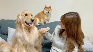 愛犬のためにやっと夢を叶えたママと一緒に喜んでくれる豆柴とゴールデンレトリバーが可愛すぎました...