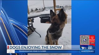 Cute doggos rolling in snow