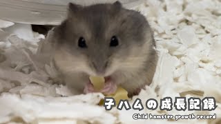 子ハムの成長記録｜Child hamster growth record