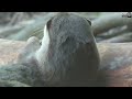 睡夢中的小爪水獺 asiansmall clawed otter is sleeping