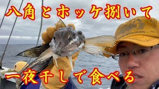 八角とホッケの捌き方！一夜干しで食べる【北海道稚内】236