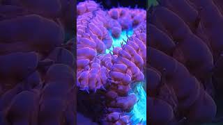 Mesmerizing Blastomussa: A Coral Wonderland in My Reef Tank #shorts #coralreef #coral  #reefaquarium