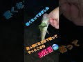 沈み蟲でやっと釣れました😭　　　　これから沈み蟲でバコバコ釣れたらいいな😀　 一誠　 issei