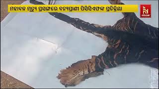 How Did Three Bengal Tigers Die in Shimilipal, Replied The PCCF | NandighoshaTV