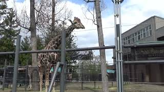 キリンが開脚⁉　札幌円山動物園2023.4.30