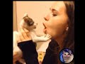 Funny Cat Videos 2021