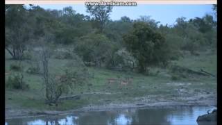 WildEarth Safaris - 2014.12.11.  mp4