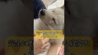 完全に野生を忘れた元豆柴が可愛すぎた　#shorts #柴犬 #犬