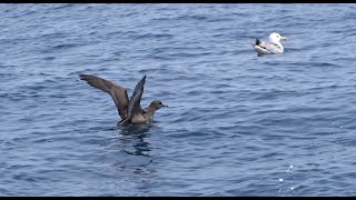 Sooty shearwaters on Atlantic ocean pelagic from Galicia - Grauwe pijlstormvogels