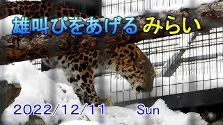 雄叫びをあげるアムールヒョウの「みらい」【旭山動物園】