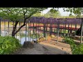 【藤の花】天王川公園 中之島2023年4月中旬