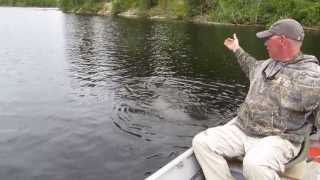 Giant Pike From Elbow Lake