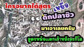 เทคนิคและสูตรเหยื่อดักปลาซิวสูตรหม้อแตกเข้าหลังละกิโล