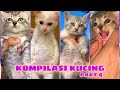 KOMPILASI KUCING LUCU KOCAK PART 4 REPUBLIC OF CAT